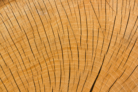 木材纹理 自然造物的印记与美学